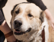 JACK, Hund, Herdenschutzhund-Mix in Kroatien