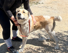 JACK, Hund, Zentralasiatischer Owtcharka-Mix in Kroatien - Bild 10