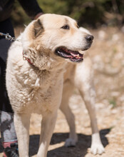 JACK, Hund, Zentralasiatischer Owtcharka-Mix in Kroatien - Bild 2