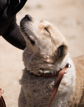 JACK, Hund, Zentralasiatischer Owtcharka-Mix in Kroatien - Bild 3