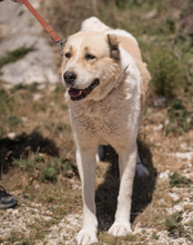 JACK, Hund, Zentralasiatischer Owtcharka-Mix in Kroatien - Bild 5