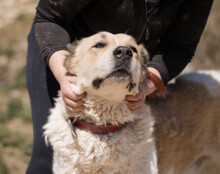 JACK, Hund, Zentralasiatischer Owtcharka-Mix in Kroatien - Bild 6