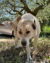 JACK, Hund, Zentralasiatischer Owtcharka-Mix in Kroatien - Bild 7