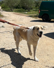 JACK, Hund, Zentralasiatischer Owtcharka-Mix in Kroatien - Bild 9