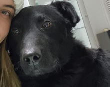 FLOYD, Hund, Mischlingshund in Kroatien