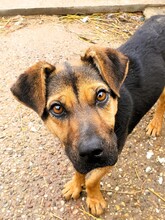 LIBA, Hund, Mischlingshund in Rumänien