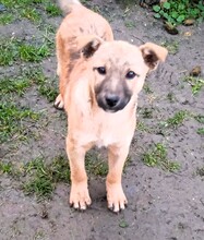 ZILA, Hund, Mischlingshund in Rumänien