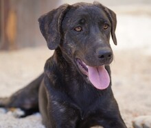 TAKA, Hund, Mischlingshund in Italien - Bild 1