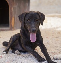 TAKA, Hund, Mischlingshund in Italien - Bild 12