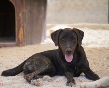 TAKA, Hund, Mischlingshund in Italien - Bild 14