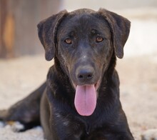 TAKA, Hund, Mischlingshund in Italien - Bild 2