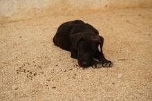 TAKA, Hund, Mischlingshund in Italien - Bild 23