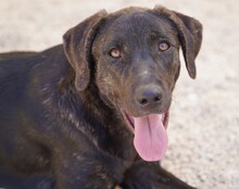 TAKA, Hund, Mischlingshund in Italien - Bild 3