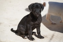 TAKA, Hund, Mischlingshund in Italien - Bild 33