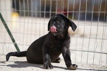 TAKA, Hund, Mischlingshund in Italien - Bild 35