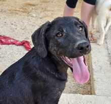 TAKA, Hund, Mischlingshund in Italien - Bild 36