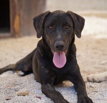 TAKA, Hund, Mischlingshund in Italien - Bild 4