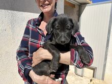 TAKA, Hund, Mischlingshund in Italien - Bild 46