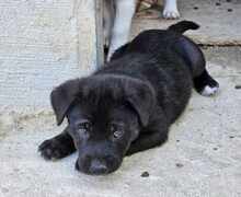 TAKA, Hund, Mischlingshund in Italien - Bild 50