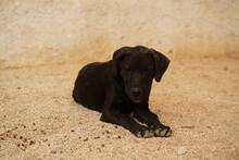 TAKA, Hund, Mischlingshund in Italien - Bild 60