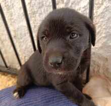 TAKA, Hund, Mischlingshund in Italien - Bild 68