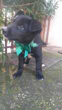 TESLA, Hund, Mischlingshund in Italien
