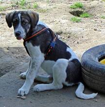 LUCY, Hund, Mischlingshund in Griechenland - Bild 17