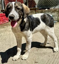 LUCY, Hund, Mischlingshund in Griechenland - Bild 20