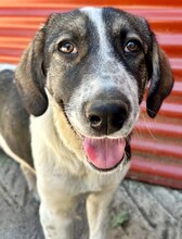 LUCY, Hund, Mischlingshund in Griechenland - Bild 23