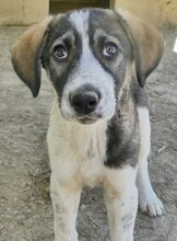 LUCY, Hund, Mischlingshund in Griechenland - Bild 26