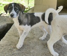 LUCY, Hund, Mischlingshund in Griechenland - Bild 27