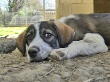 LUCY, Hund, Mischlingshund in Griechenland - Bild 29