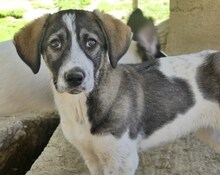 LUCY, Hund, Mischlingshund in Griechenland - Bild 31