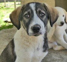 LUCY, Hund, Mischlingshund in Griechenland - Bild 32