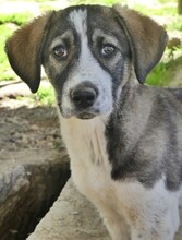 LUCY, Hund, Mischlingshund in Griechenland - Bild 34