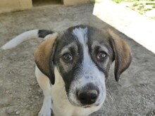 LUCY, Hund, Mischlingshund in Griechenland - Bild 35