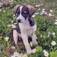 LUCY, Hund, Mischlingshund in Griechenland - Bild 37