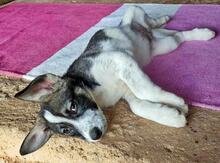 LUCY, Hund, Mischlingshund in Griechenland - Bild 38