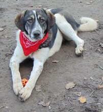 LUCY, Hund, Mischlingshund in Griechenland - Bild 42