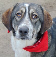 LUCY, Hund, Mischlingshund in Griechenland - Bild 44