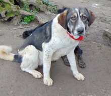 LUCY, Hund, Mischlingshund in Griechenland - Bild 45