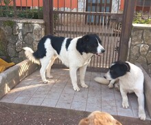 RICCARDINO, Hund, Mischlingshund in Italien - Bild 4