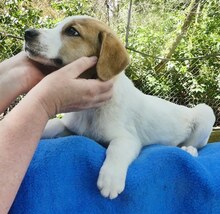 BELLA, Hund, Mischlingshund in Griechenland - Bild 18