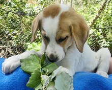 BELLA, Hund, Mischlingshund in Griechenland - Bild 20