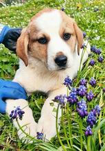 BELLA, Hund, Mischlingshund in Griechenland - Bild 27