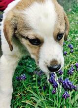 BELLA, Hund, Mischlingshund in Griechenland - Bild 30