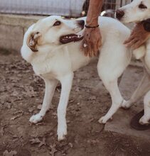 BELLA, Hund, Mischlingshund in Griechenland - Bild 31