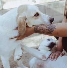 BELLA, Hund, Mischlingshund in Griechenland - Bild 33