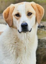 BELLA, Hund, Mischlingshund in Griechenland - Bild 35