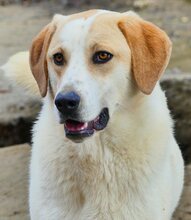 BELLA, Hund, Mischlingshund in Griechenland - Bild 36